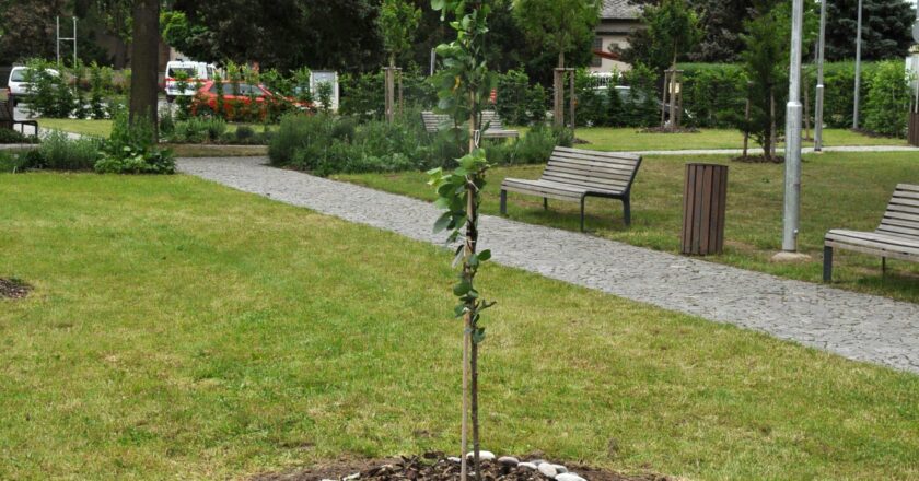 V UHŘÍNĚVSI VYSAZENA LIDICKÁ HRUŠEŇ JAKO PŘIPOMÍNKA NA NACISTY VYHLAZENÉ LIDICE